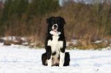 BORDER COLLIE 1123